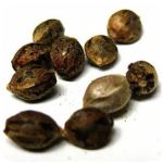 Семена марихуаны АК-47  (Seeds AK-47) в Новокузнецке